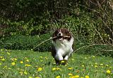BORDER COLLIE 912
